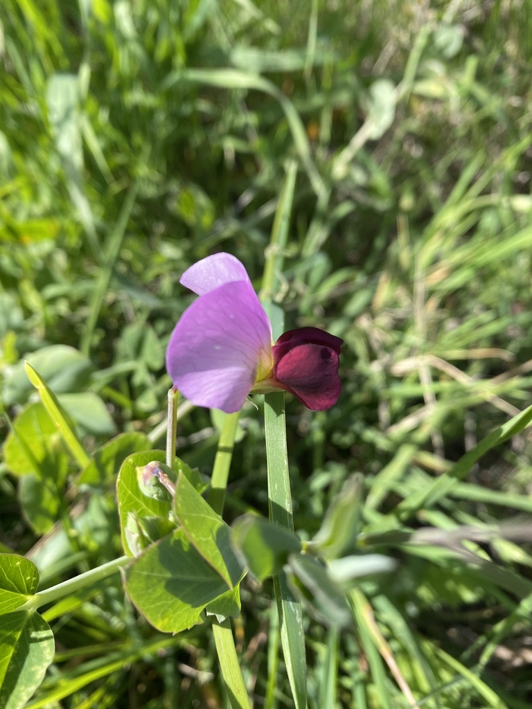 Common Pea — botanical reference photograph