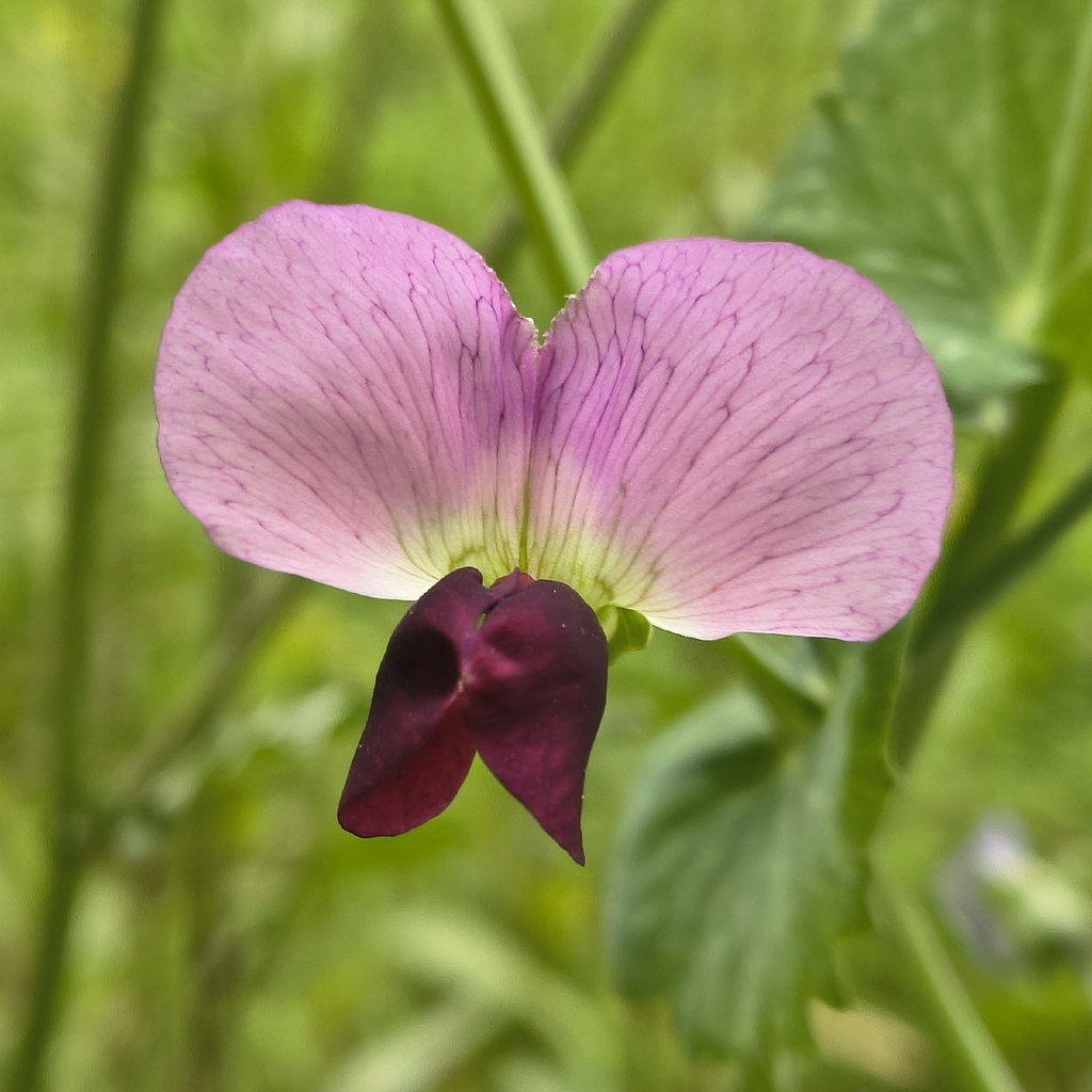 Common Pea — botanical reference photograph