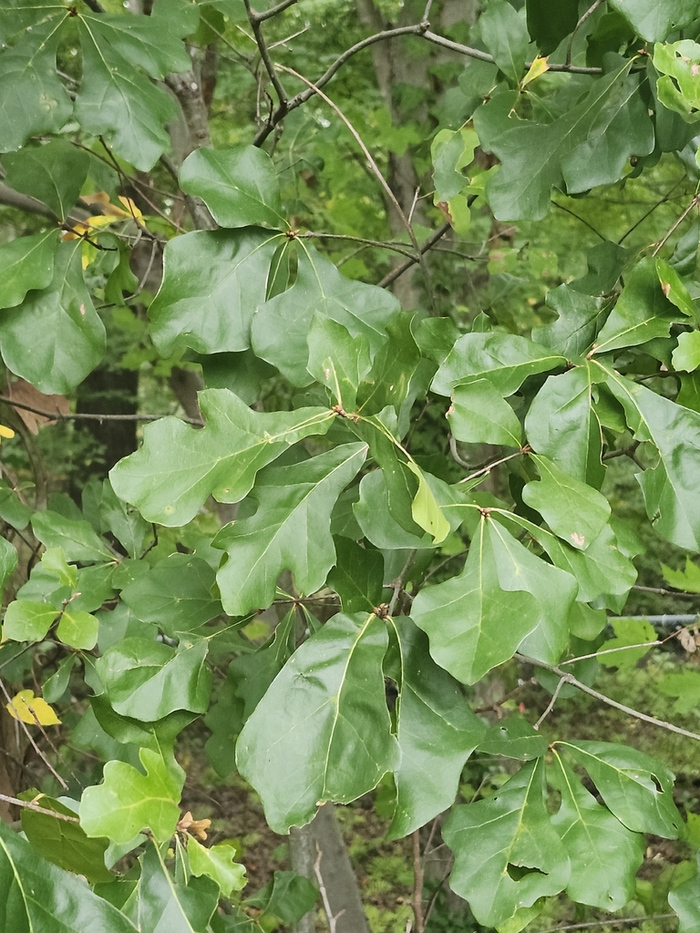 water oak — botanical reference photograph
