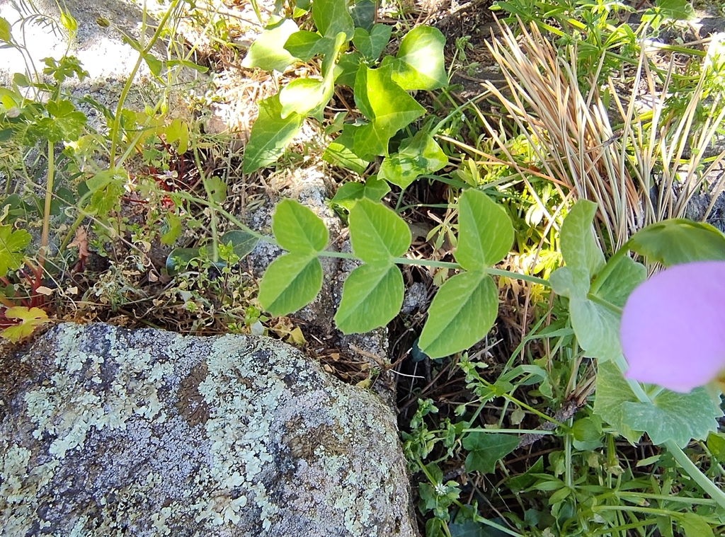 Common Pea — botanical reference photograph