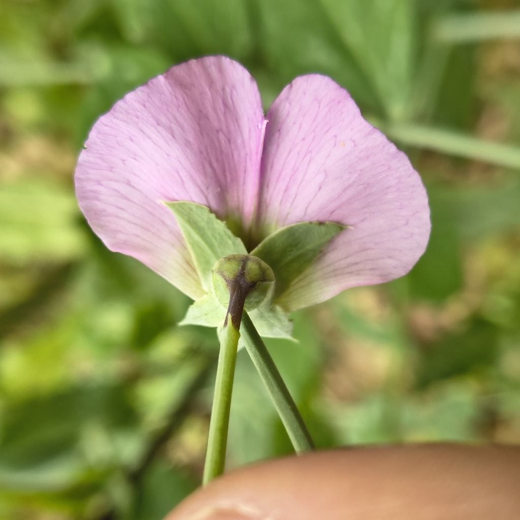 Common Pea — botanical reference photograph
