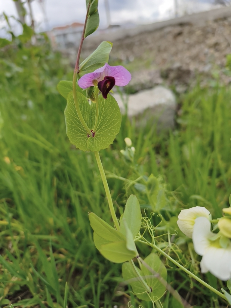 Common Pea — botanical reference photograph