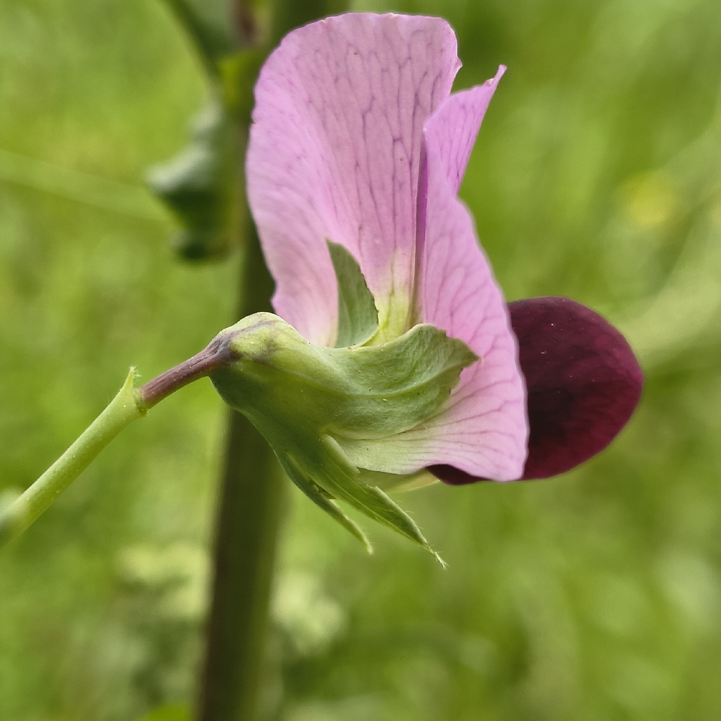 Common Pea — botanical reference photograph