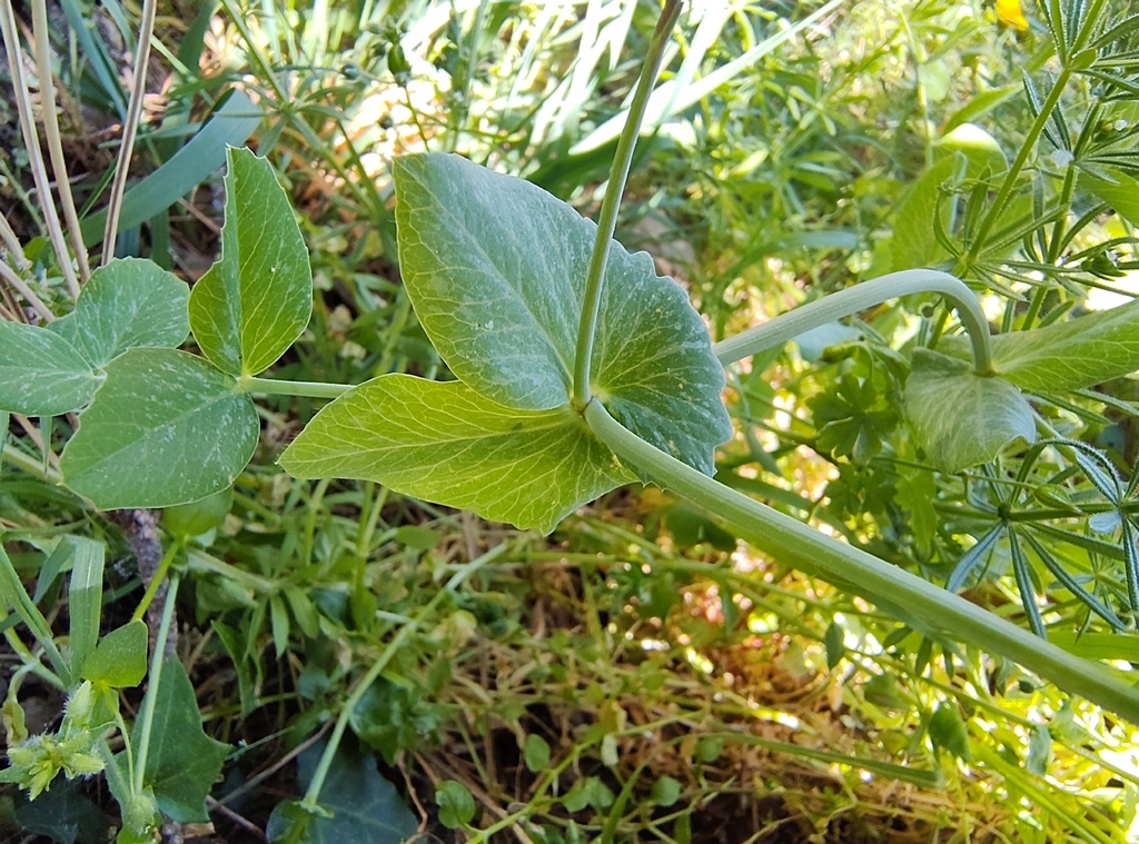 Common Pea — botanical reference photograph