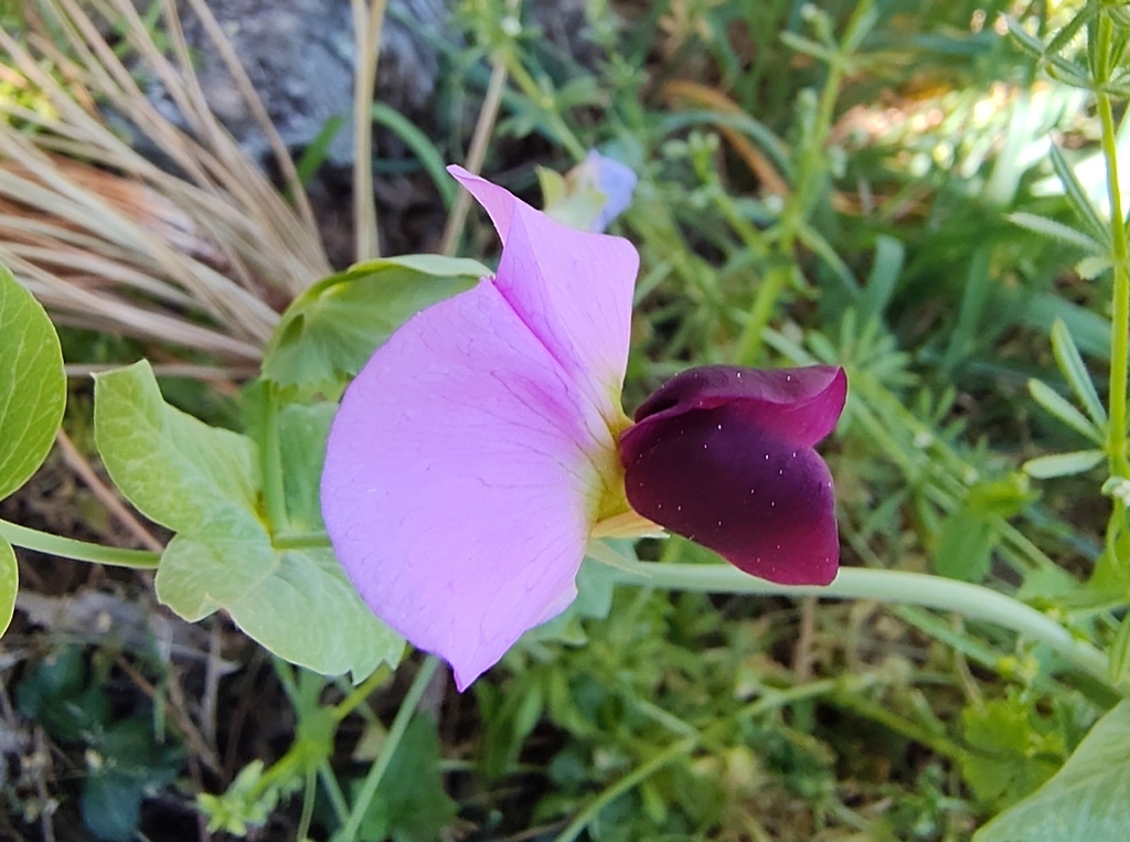 Common Pea — botanical reference photograph