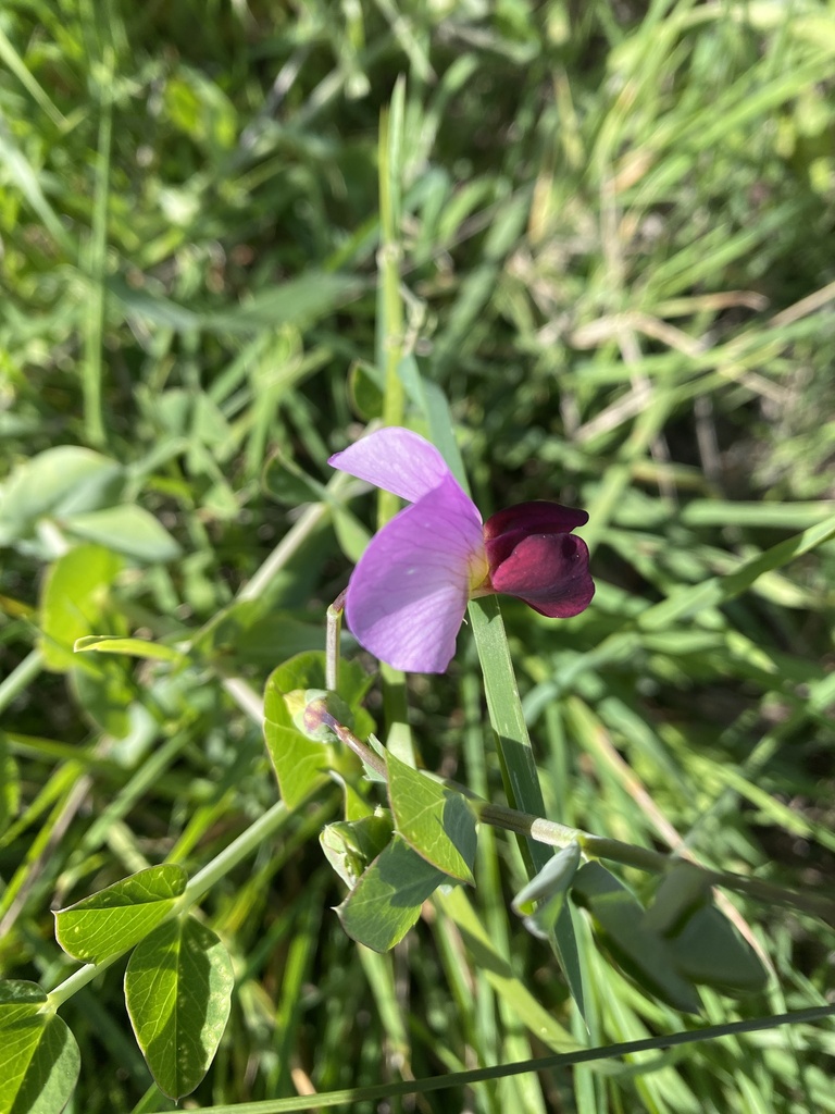 Common Pea — botanical reference photograph