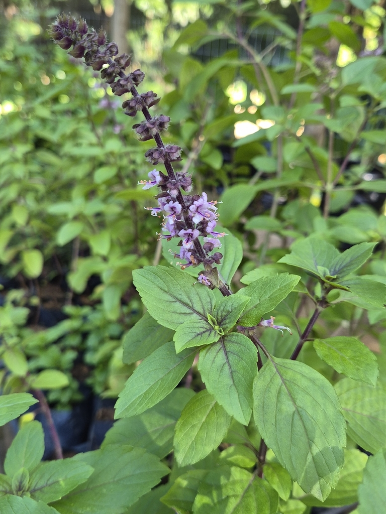 Sweet basil — botanical reference photograph