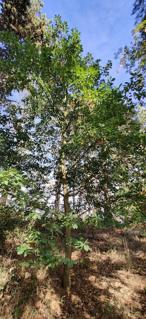 sessile oak — botanical reference photograph