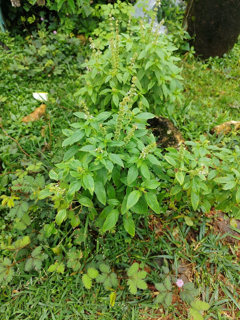 Sweet basil — botanical reference photograph