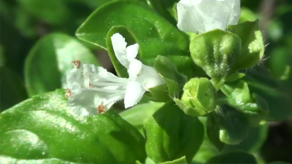Sweet basil — botanical reference photograph