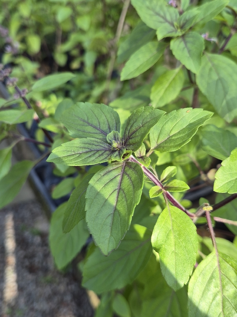 Sweet basil — botanical reference photograph
