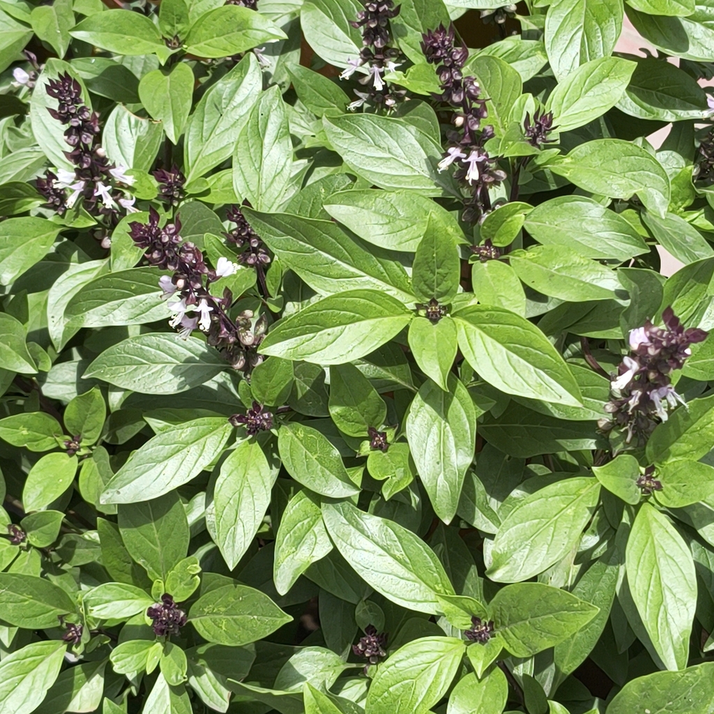 Sweet basil — botanical reference photograph