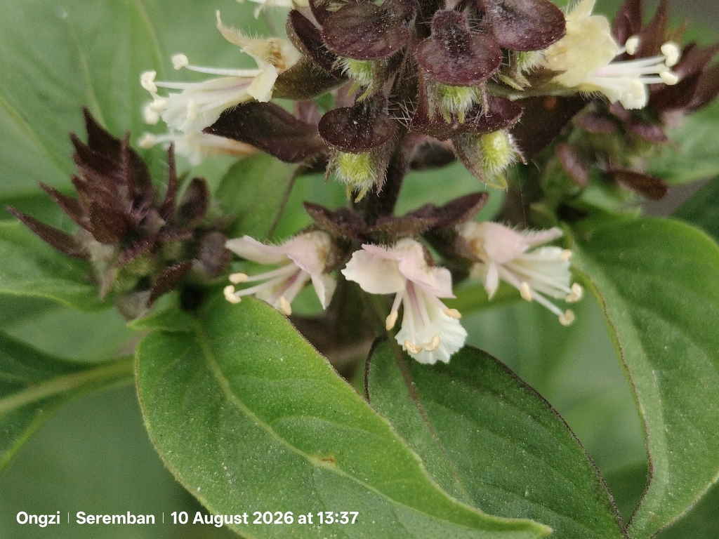 Sweet basil — botanical reference photograph