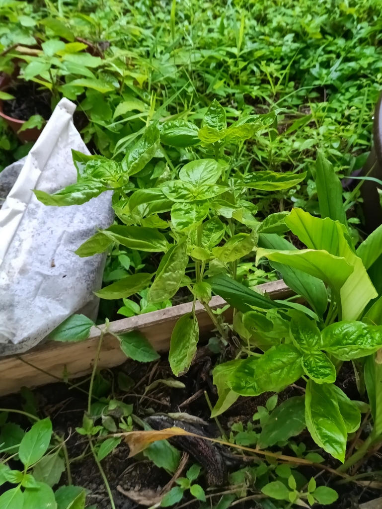Sweet basil — botanical reference photograph