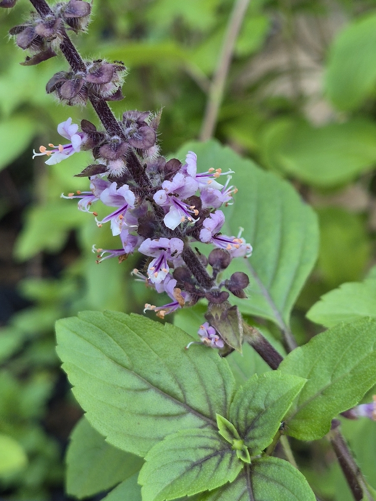 Sweet basil — botanical reference photograph