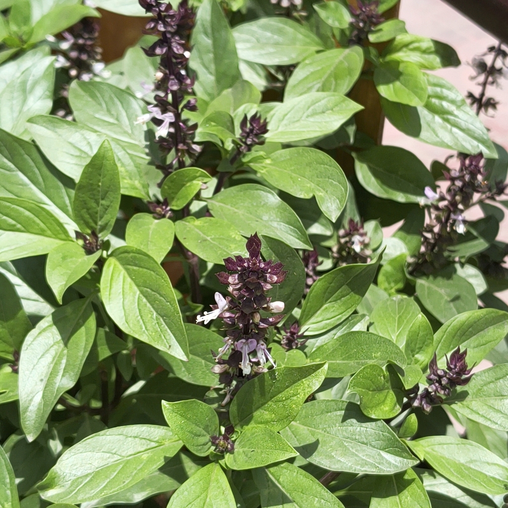 Sweet basil — botanical reference photograph