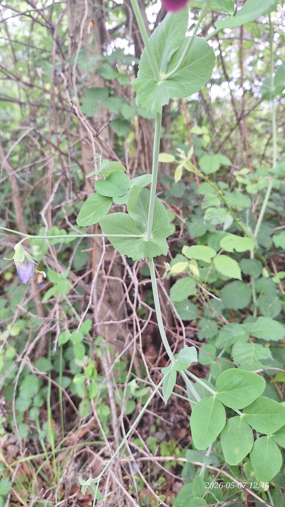 Common Pea — botanical reference photograph