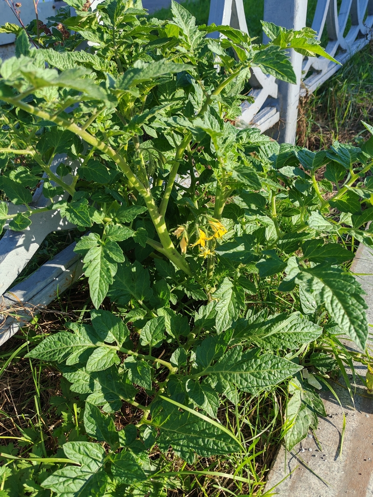 tomato — botanical reference photograph