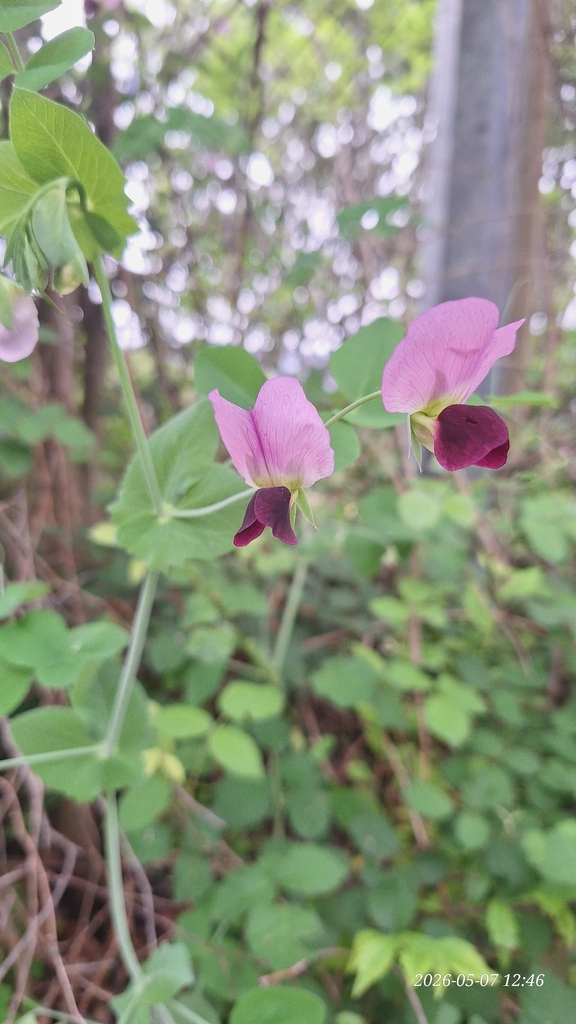 Common Pea — botanical reference photograph