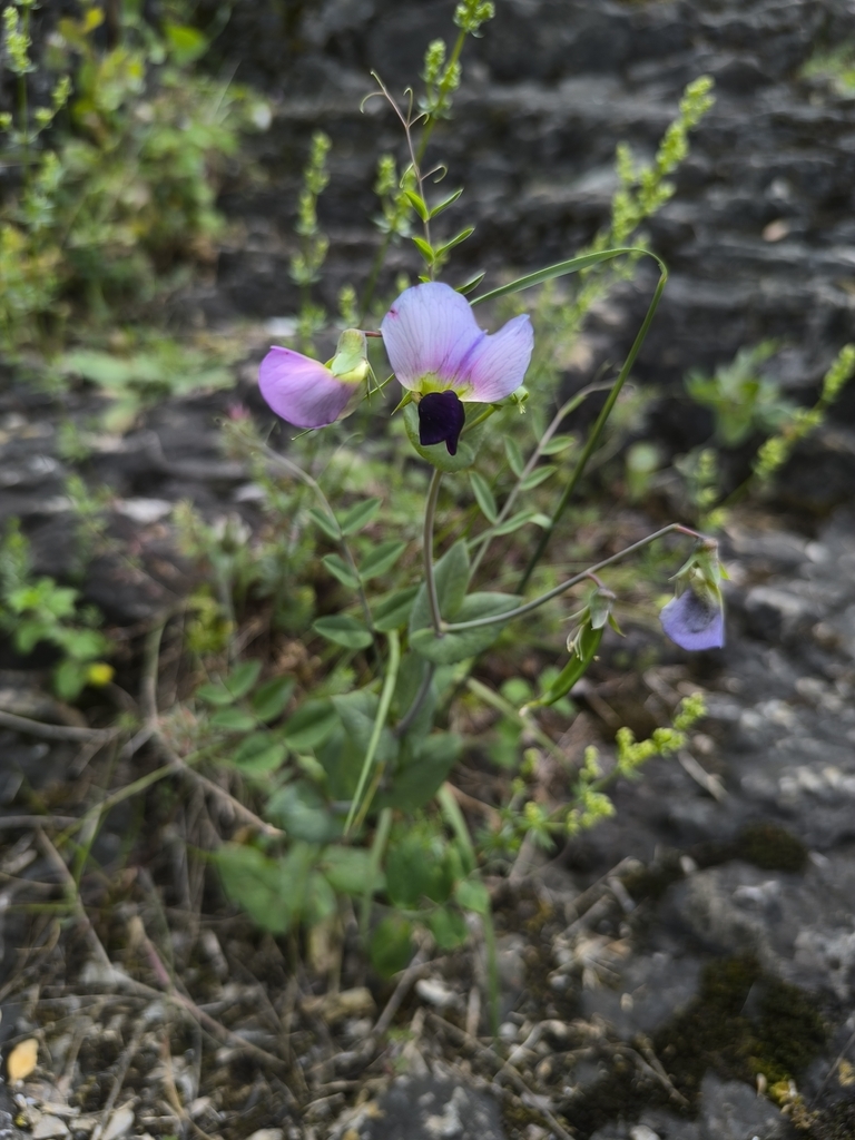 Common Pea — botanical reference photograph