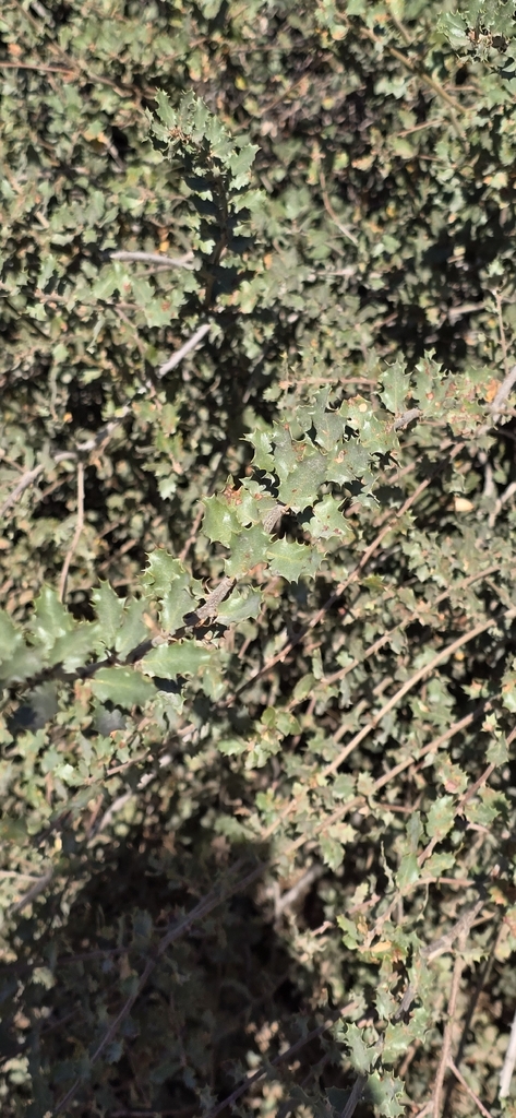 Tucker's Oak — botanical reference photograph