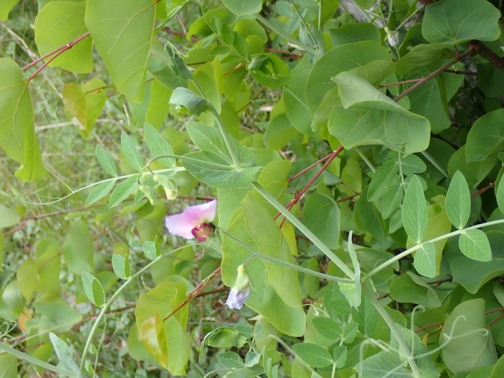 Common Pea — botanical reference photograph