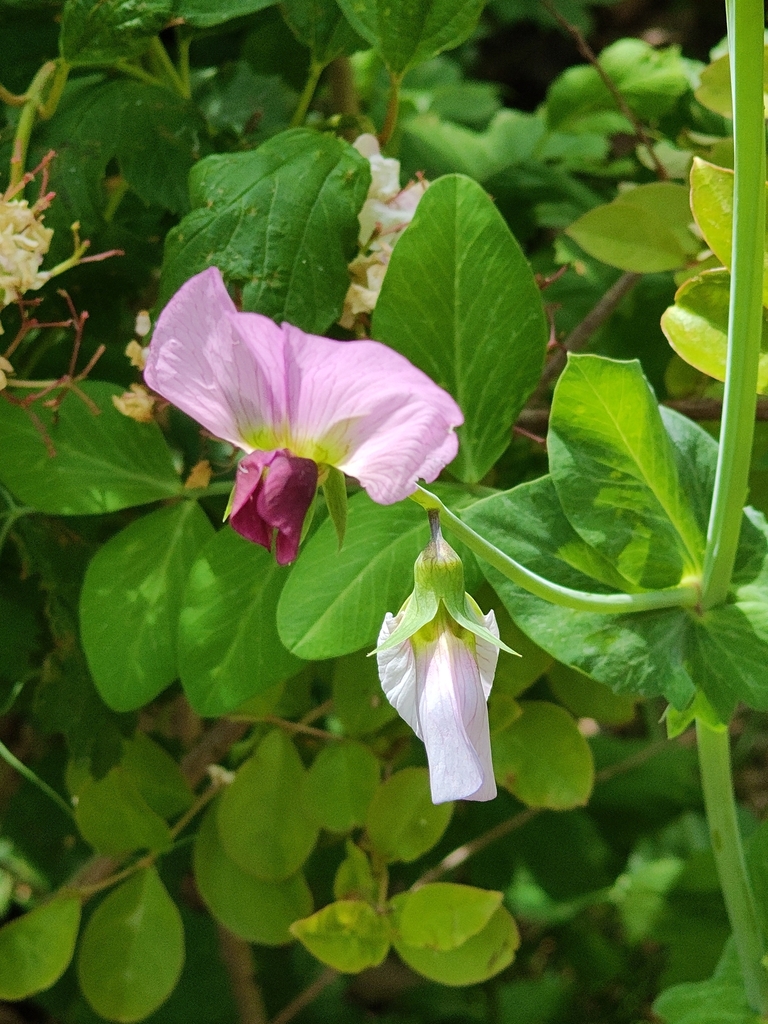 Common Pea — botanical reference photograph