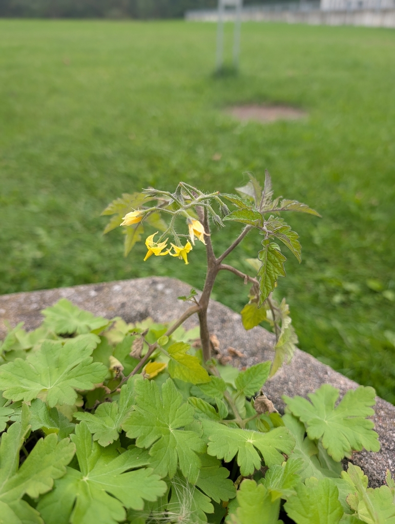 tomato — botanical reference photograph