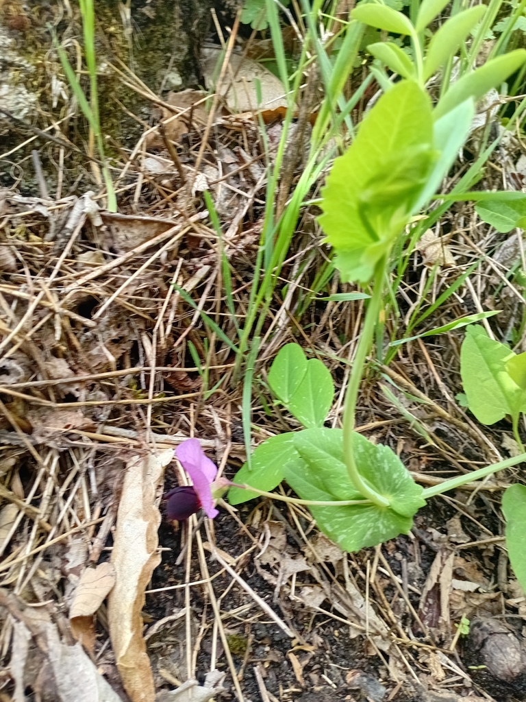 Common Pea — botanical reference photograph