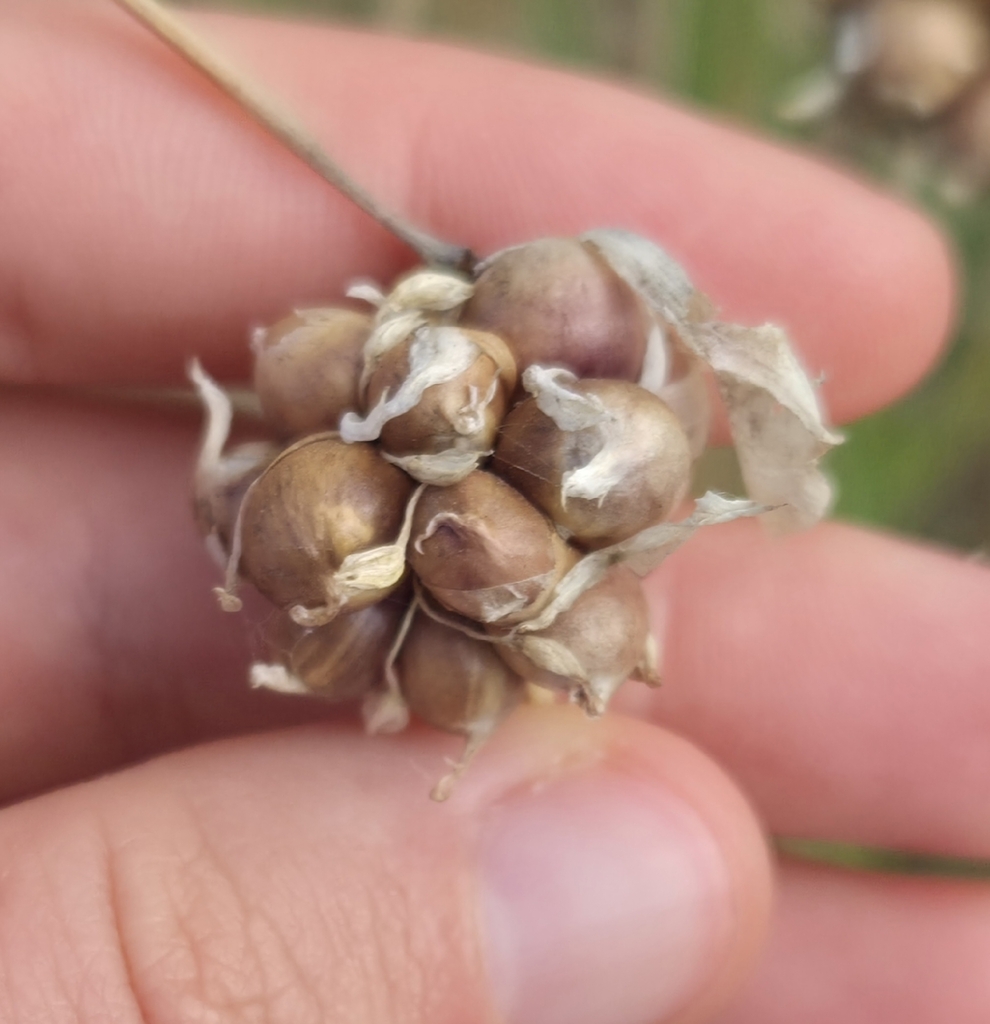 Garlic — botanical reference photograph