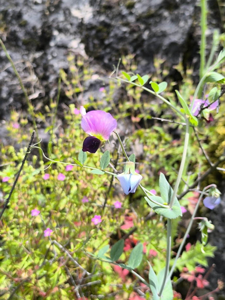Common Pea — botanical reference photograph