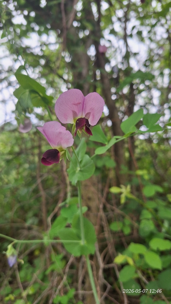 Common Pea — botanical reference photograph