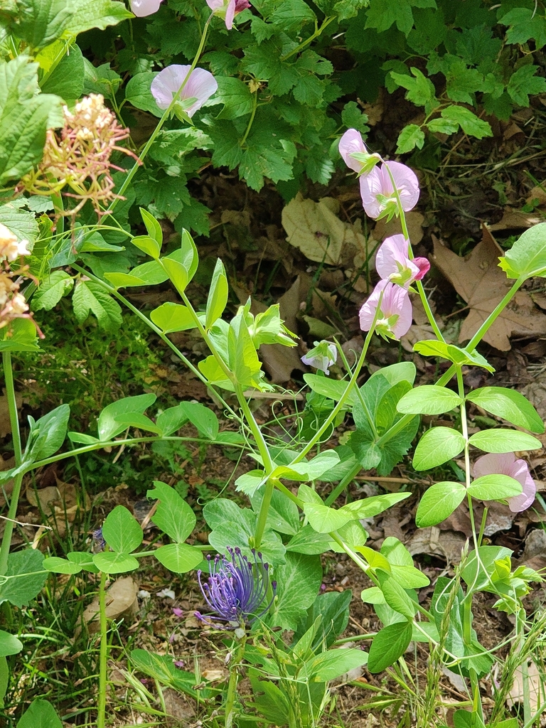 Common Pea — botanical reference photograph