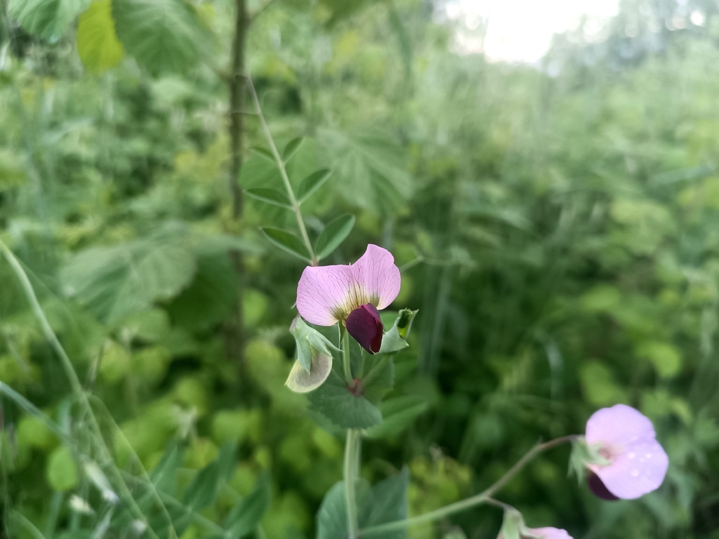 Wild Pea — botanical reference photograph