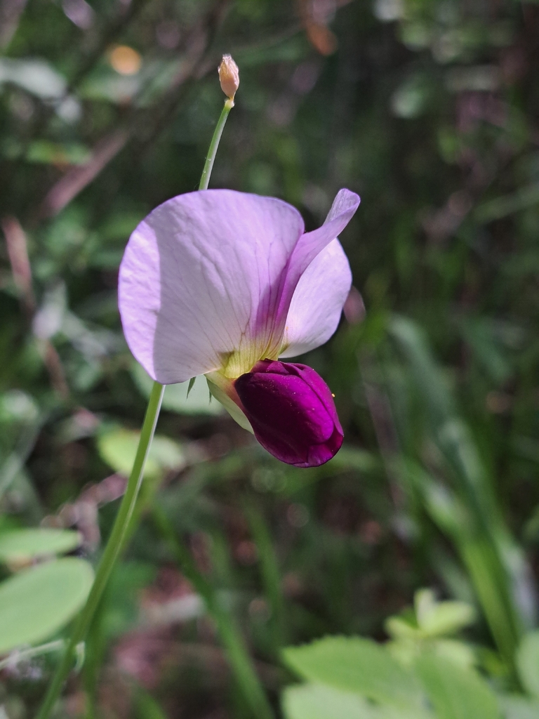 Common Pea — botanical reference photograph