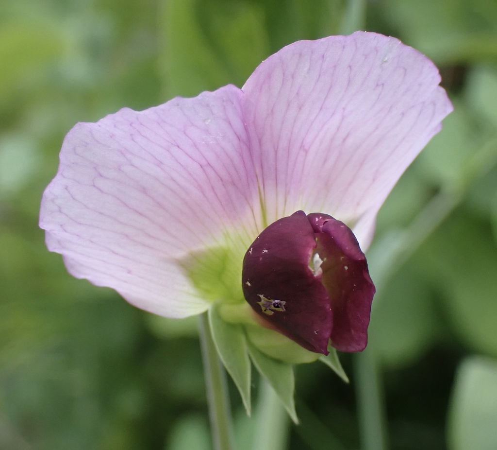 Common Pea — botanical reference photograph