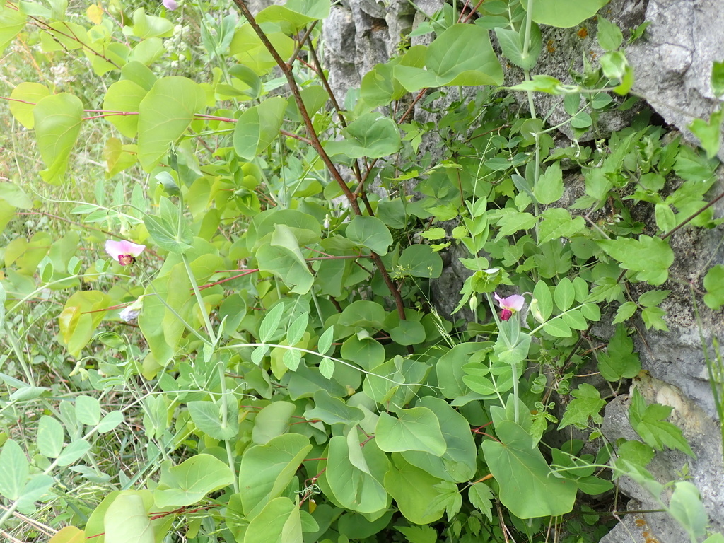 Common Pea — botanical reference photograph