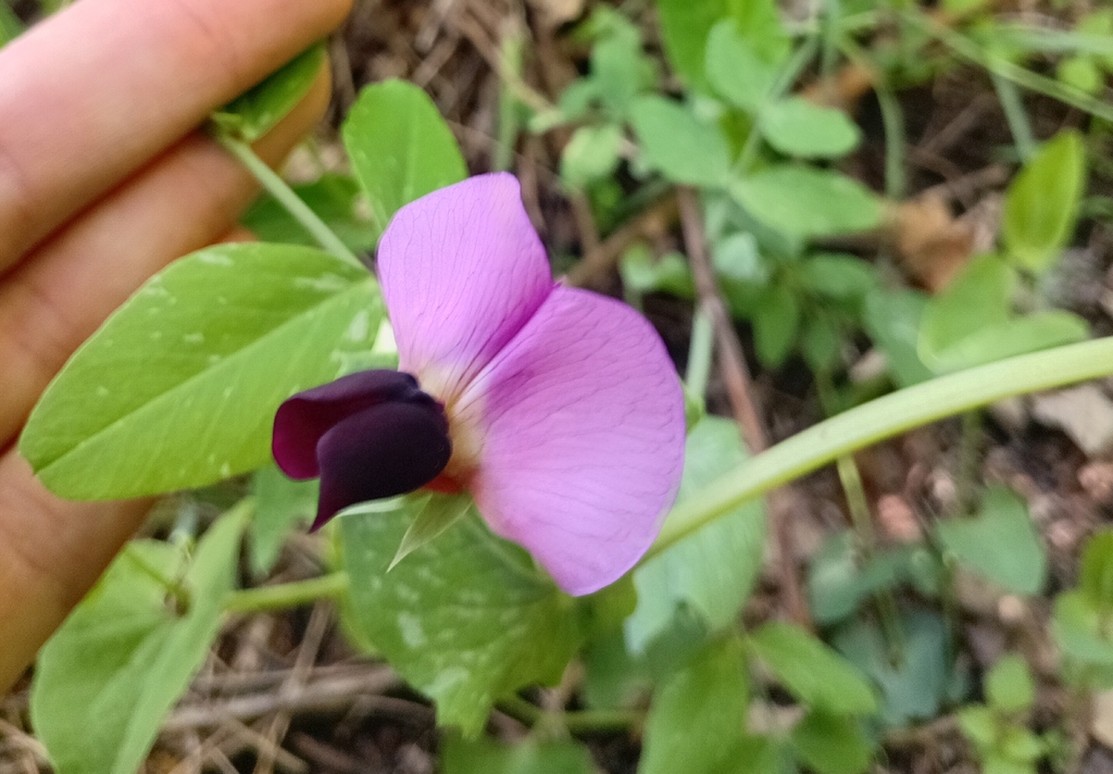 Common Pea — botanical reference photograph