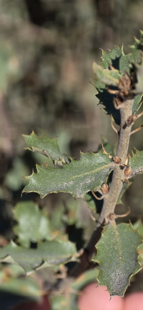 Tucker's Oak — botanical reference photograph