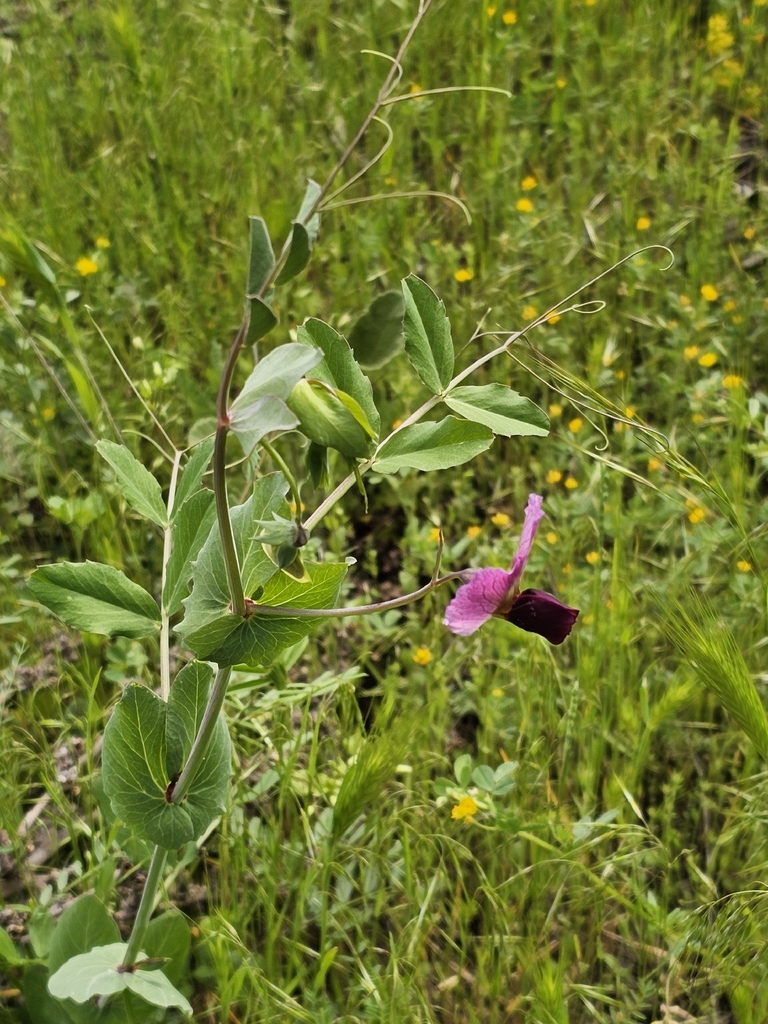 Common Pea — botanical reference photograph